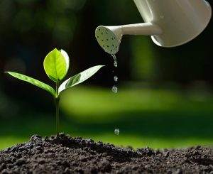 بهترین روش آبیاری برای حداکثر رشد نهال