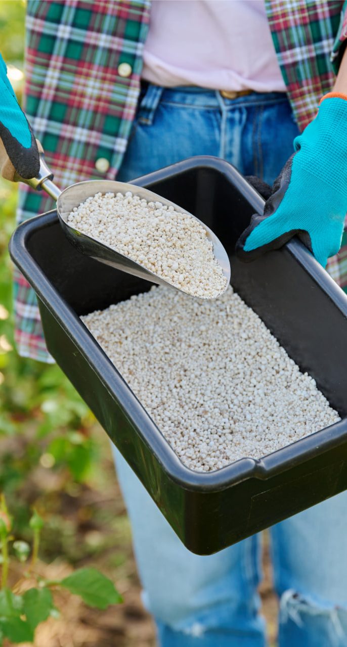 بهترین زمان کوددهی درخت گردو