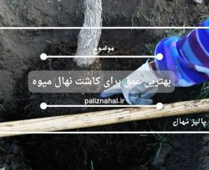 بهترین عمق برای کاشت نهال میوه