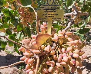 بهترین کود برای درخت پسته