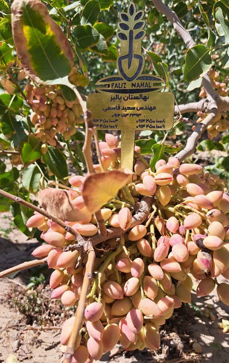 بهترین کود برای درخت پسته