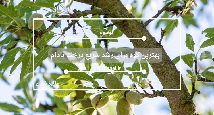 بهترین کود برای رشد سریع درخت بادام