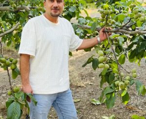 بهترین کود برای رشد سریع درخت گردو