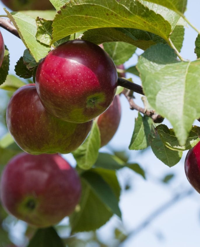 تاثیر شرایط خاک و آبیاری بر عملکرد کود