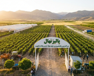 تولید بیش از ۲ میلیون نهال پیوندی و اصلاح شده در نهالستان پالیز