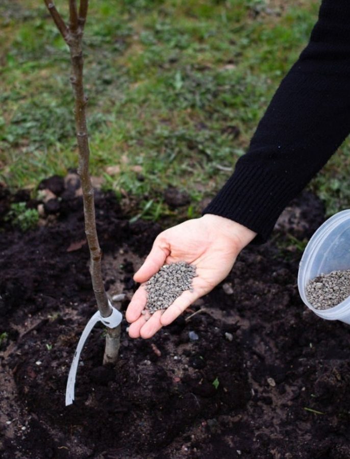 زمان مناسب کوددهی درخت سیب برای رشد سریع