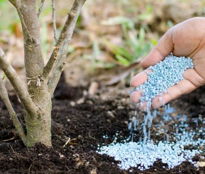 زمان و روش مصرف کود درخت بادام