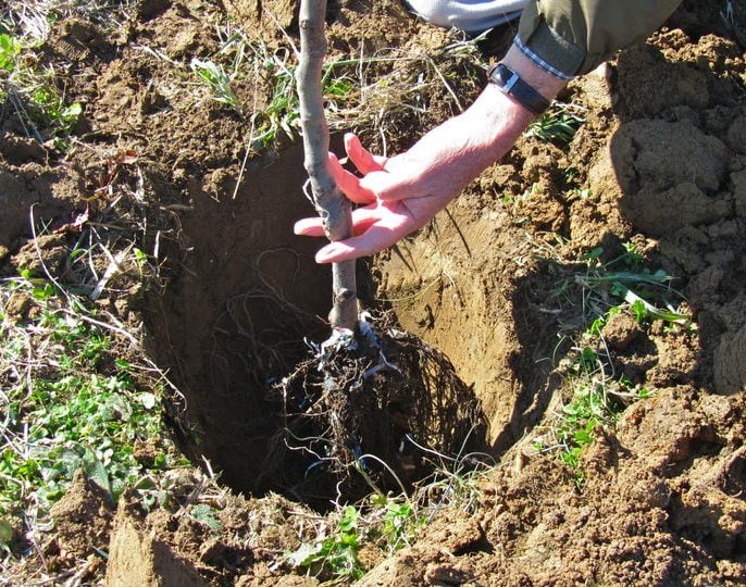 عمق مناسب کاشت نهال میوه بر اساس نوع درخت