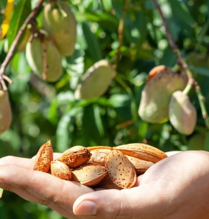 عناصر غذایی اصلی برای رشد سریع درخت بادام
