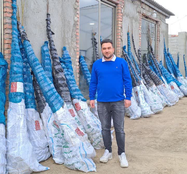 مقایسه چهار رقم نهال بادام تونو آذر فرانسیس و مامایی