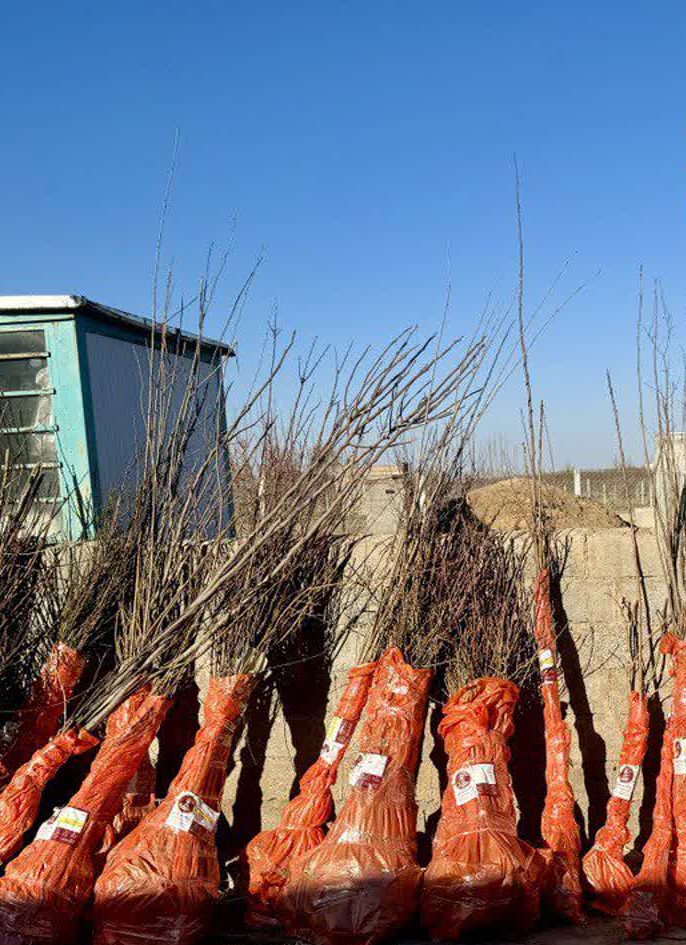 نهال های اصلاح شده چیست و چرا اهمیت دارند