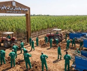 نهالستان پالیز بزرگترین نهالستان مورد تایید جهاد کشاورزی