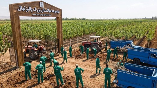 نهالستان پالیز بزرگترین نهالستان مورد تایید جهاد کشاورزی