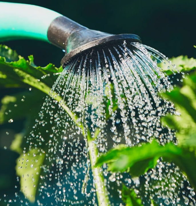 نکات طلایی برای افزایش رشد نهال با آبیاری اصولی