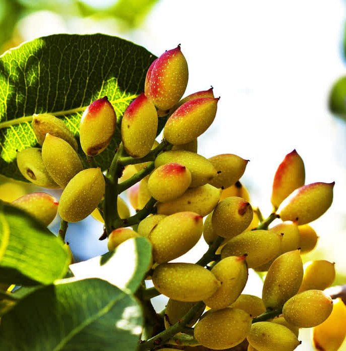 نکات کاربردی برای افزایش باردهی درخت پسته