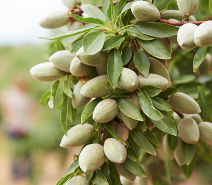 نکات کاربردی برای رشد سریع و پرباری درخت بادام