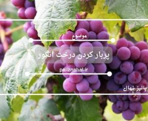 پربار کردن درخت انگور