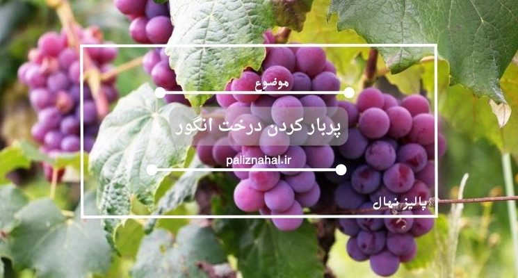 پربار کردن درخت انگور