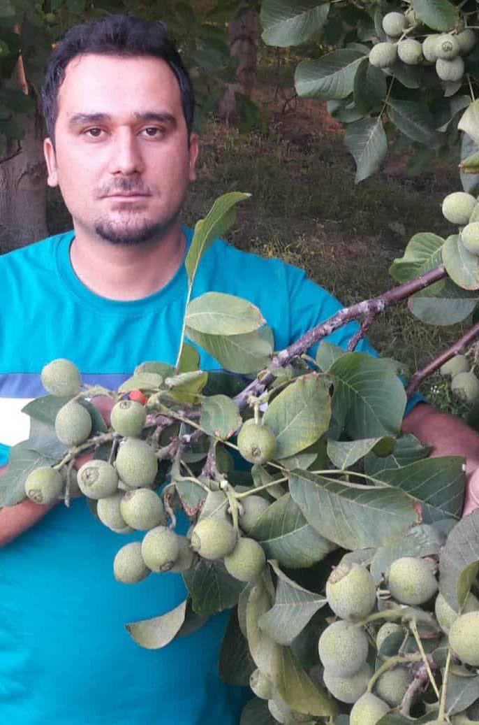 چگونه با تغذیه صحیح باردهی درخت گردو را افزایش دهیم