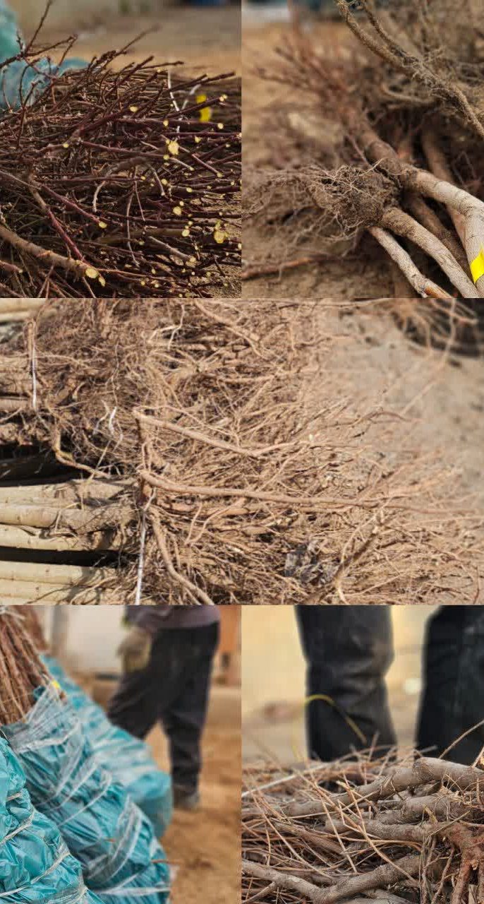 چگونه نهال اصلاح شده مناسب انتخاب کنیم