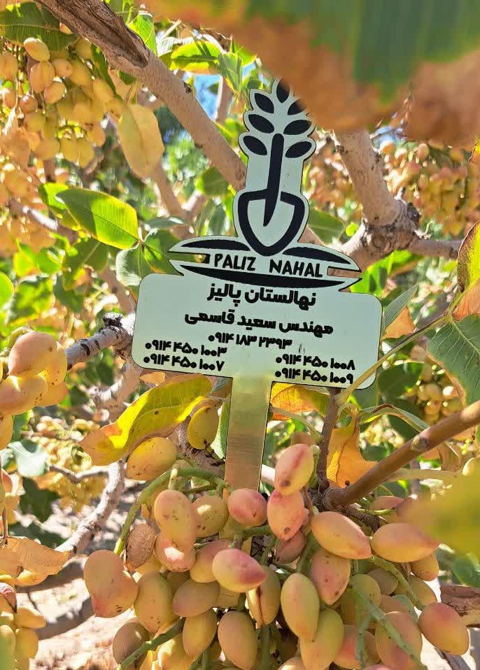 کدام نهال های اصلاح شده برای سرمایه گذاری مناسب اند